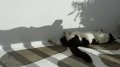 Mykonos cat 12